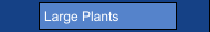 Large Plants